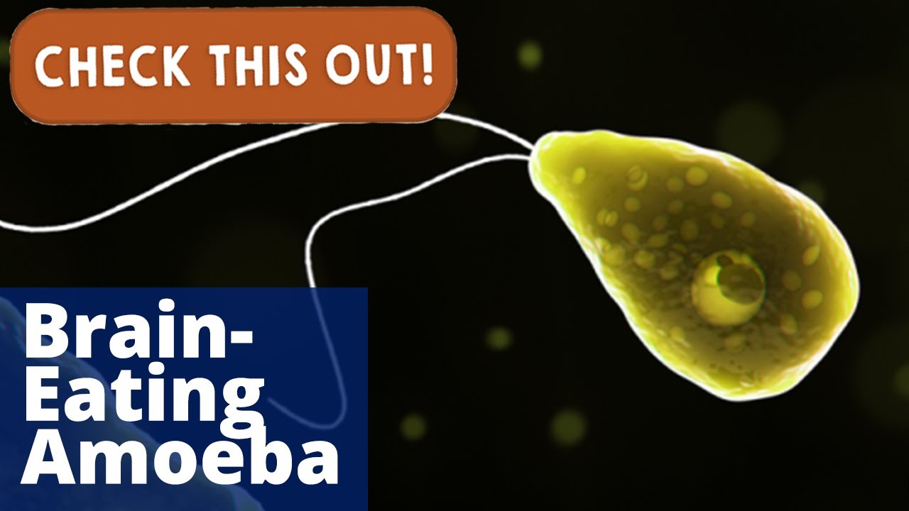Brain-Eating Amoeba | Check This Out!