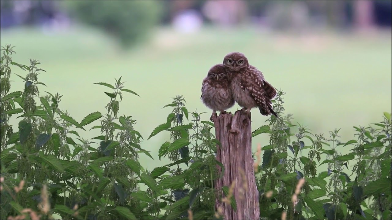 Vroege Vogels - Top tien Zelf Geschoten filmpjes zomer 2017