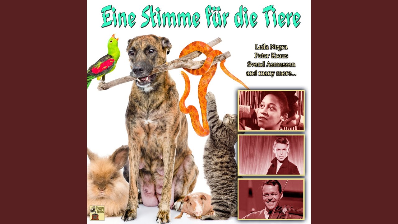 A fesche Katz braucht an feschen Kater