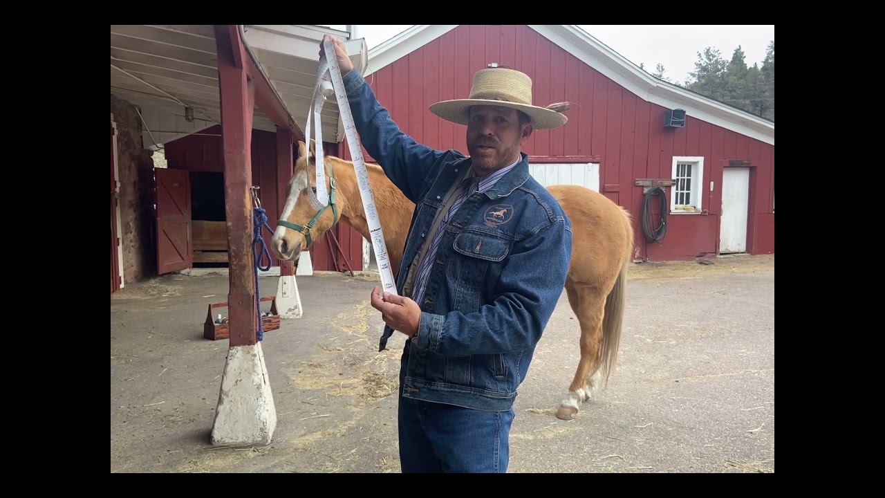 How to measure horse height