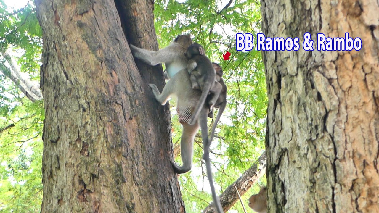 OMG...Two baby monkeys cling back of monkey Rany up to the tree and look so cutest.