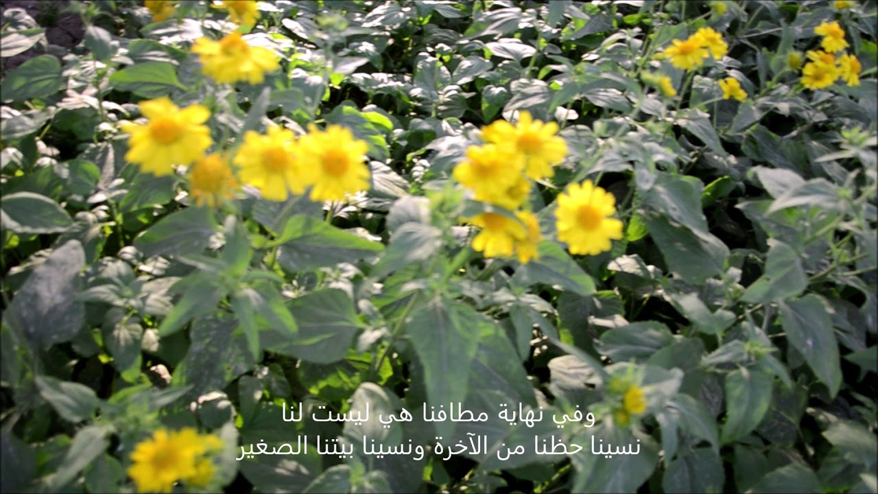 انظر للحياة .. مزارع نعجان بمحافظة الدلم ١٤٣٦ .. حماد البلوي