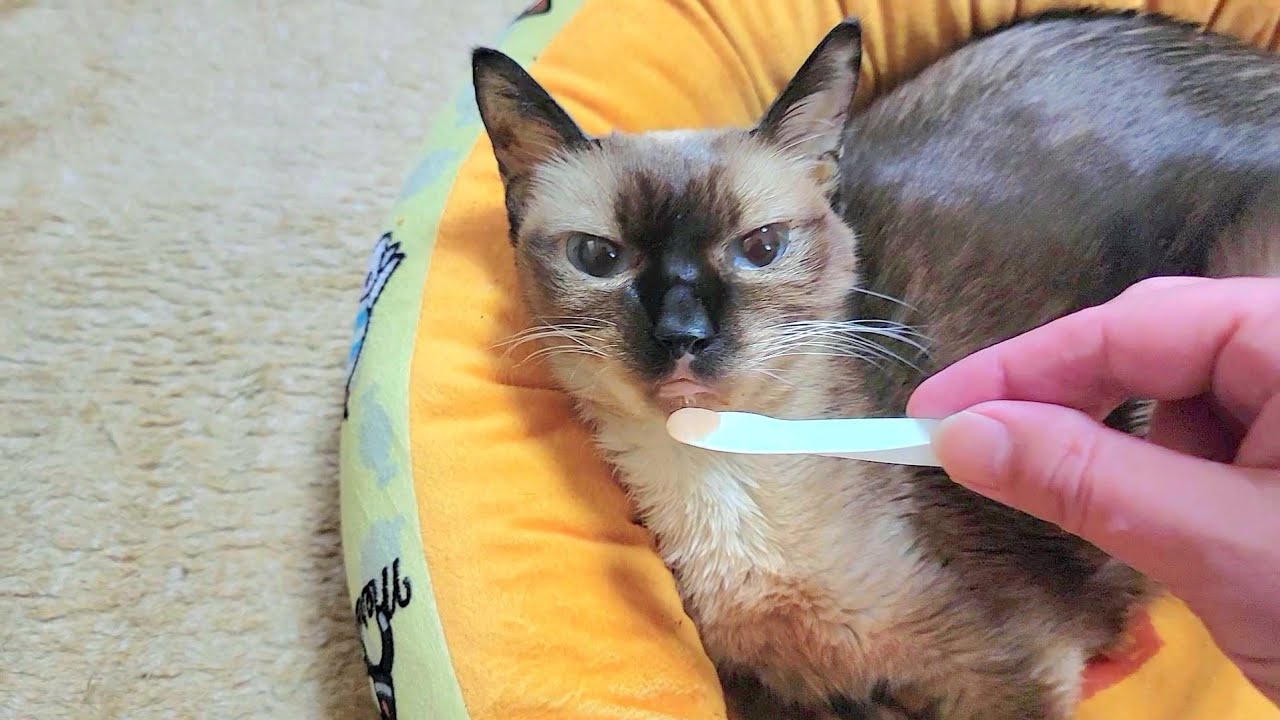 末期癌で〇期が近づくシャム猫のエンジェルタイム⏱
