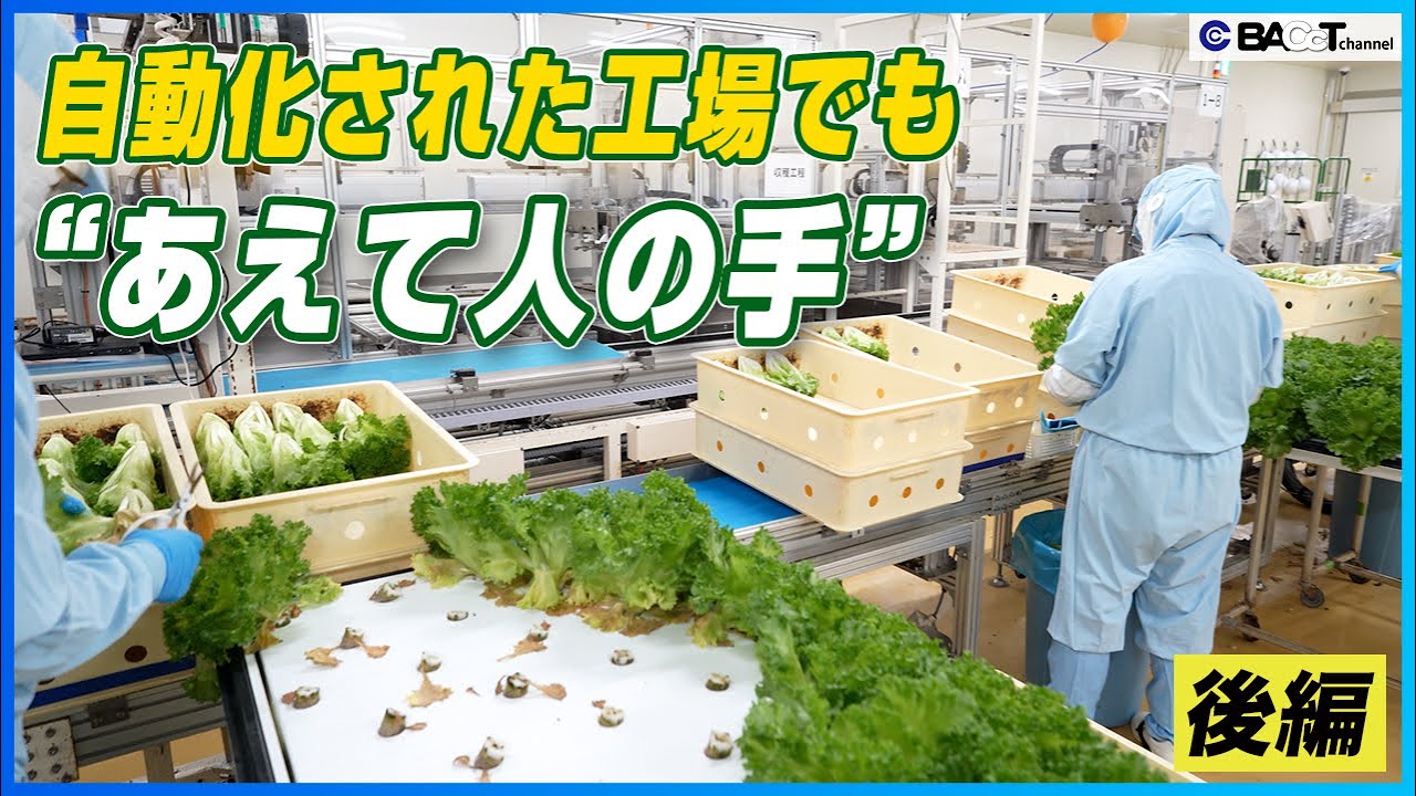 食品工場の品質管理とは？自動工場でも人が入る理由｜低菌数を維持する衛生管理の現場（後編）