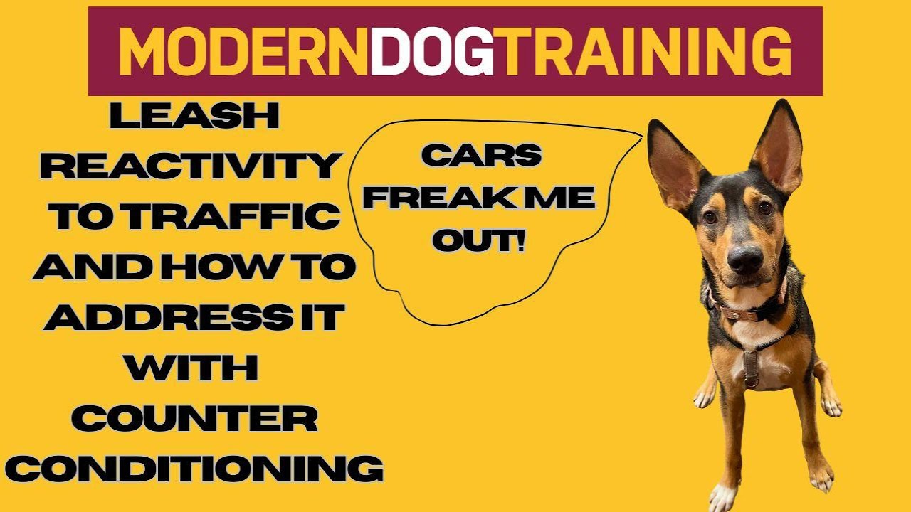 Leash Reactivity To Cars and How To Address It