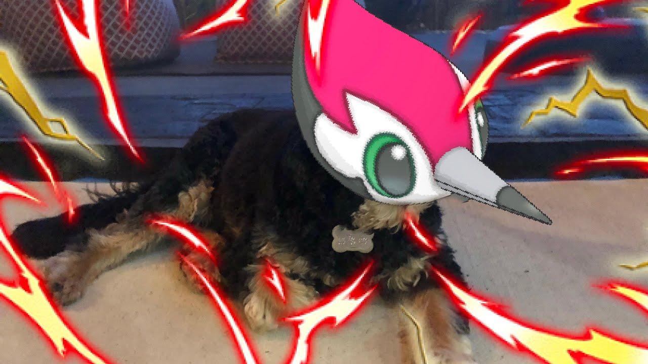 SHINY PIKIPEK IS MY PET??? | Shiny #10