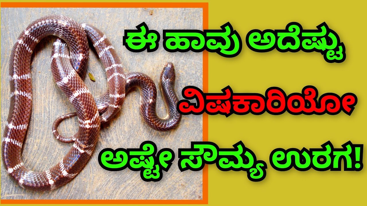 ಈ ಹಾವು ಅದೆಷ್ಟು ವಿಷಕಾರಿಯೋ ಅಷ್ಟೇ ಸೌಮ್ಯ ಸ್ವಭಾವದ ಉರಗ! 