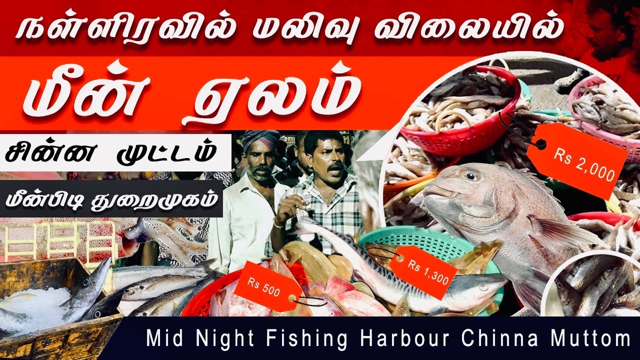 சின்ன முட்டம் துறைமுகம் | கூட்ட  நெரிசலில் இரவு மீன் ஏலம் | June season sale @ Chinna muttom harbour