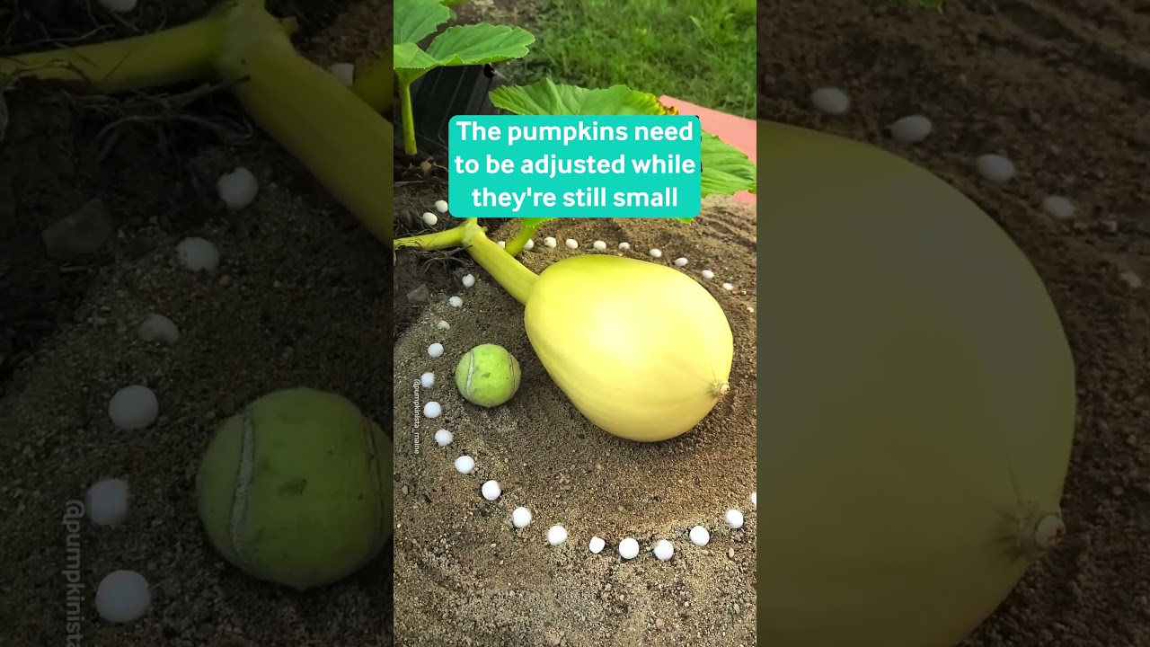 How To Grow Giant Pumpkins 🎃