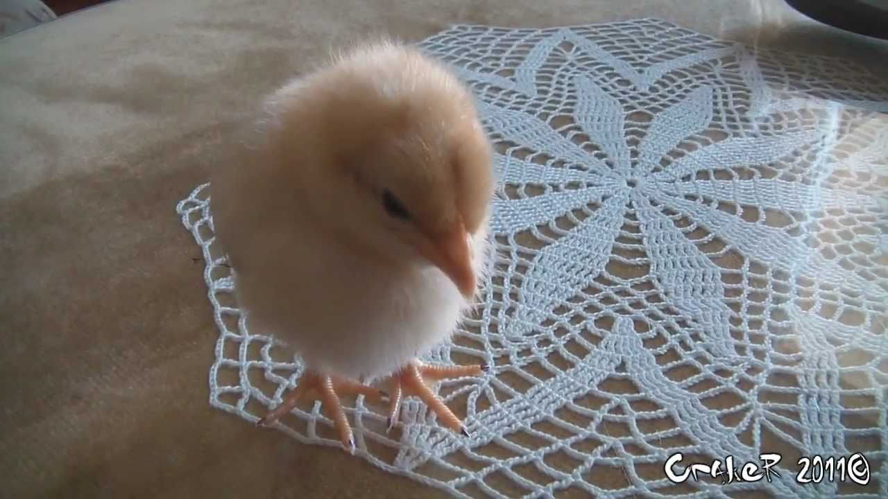 El Pollito - The Chick