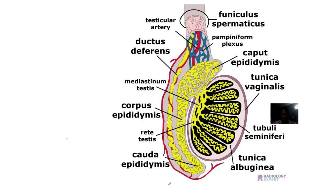 Anatomy of the testis; Tunica vasculosa, Tunica albuginea and Tunica vaginalis