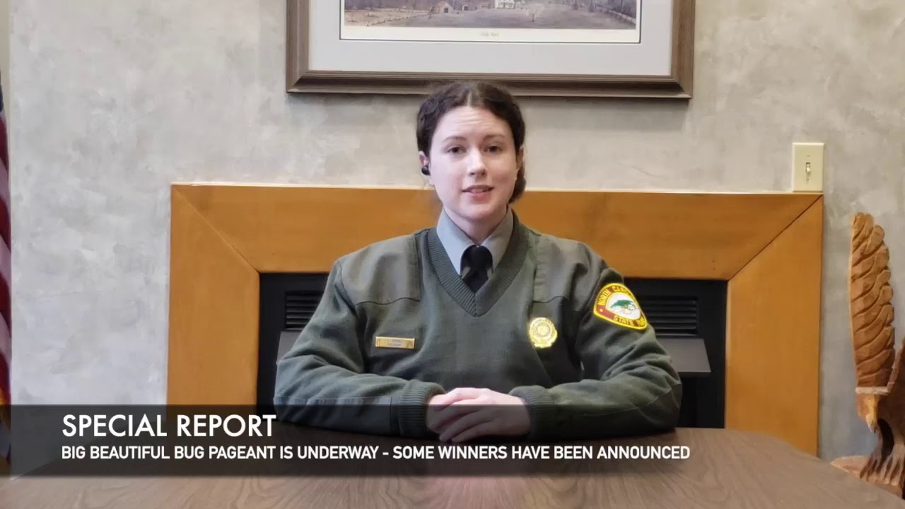 A Special Silly Report about Insects
