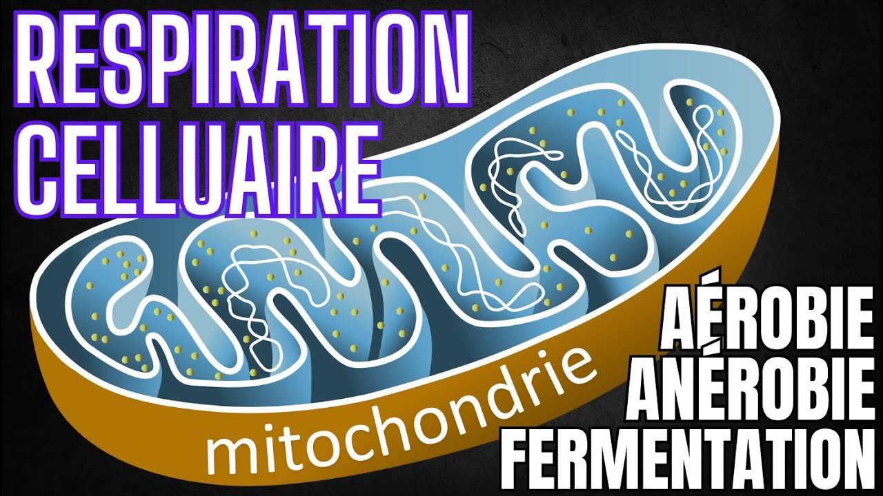 La mitochondrie et les formes de respirations cellulaires