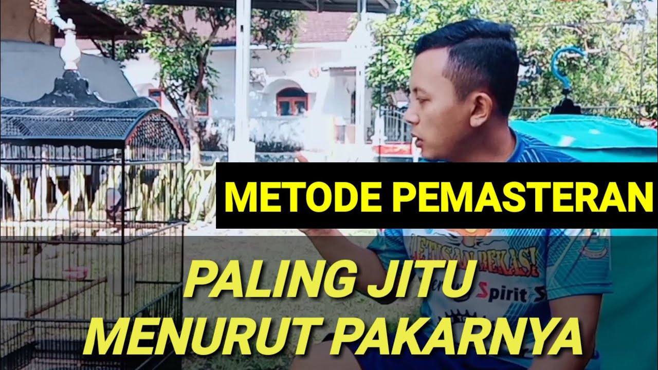 METODE PEMASTERAN CENDET, cara memaster cendet trotol dan dewasa