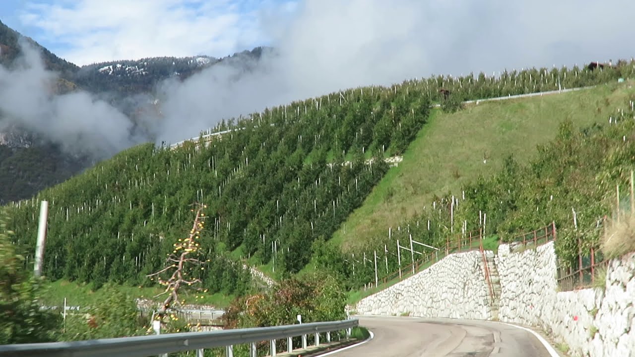 Apple growing in Val di Non - Trentino Alto Adige, Italy