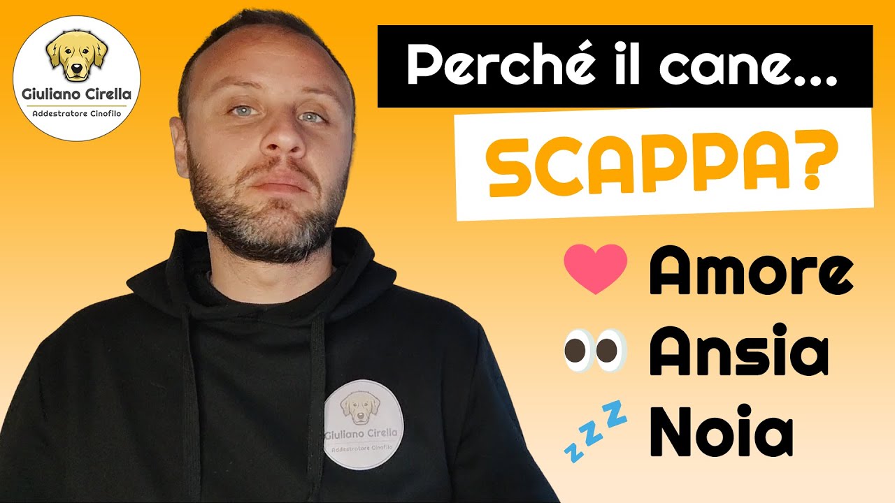 🐶 Perché il Cane Scappa? 3 Motivi e Come Risolvere | Giuliano Addestratore