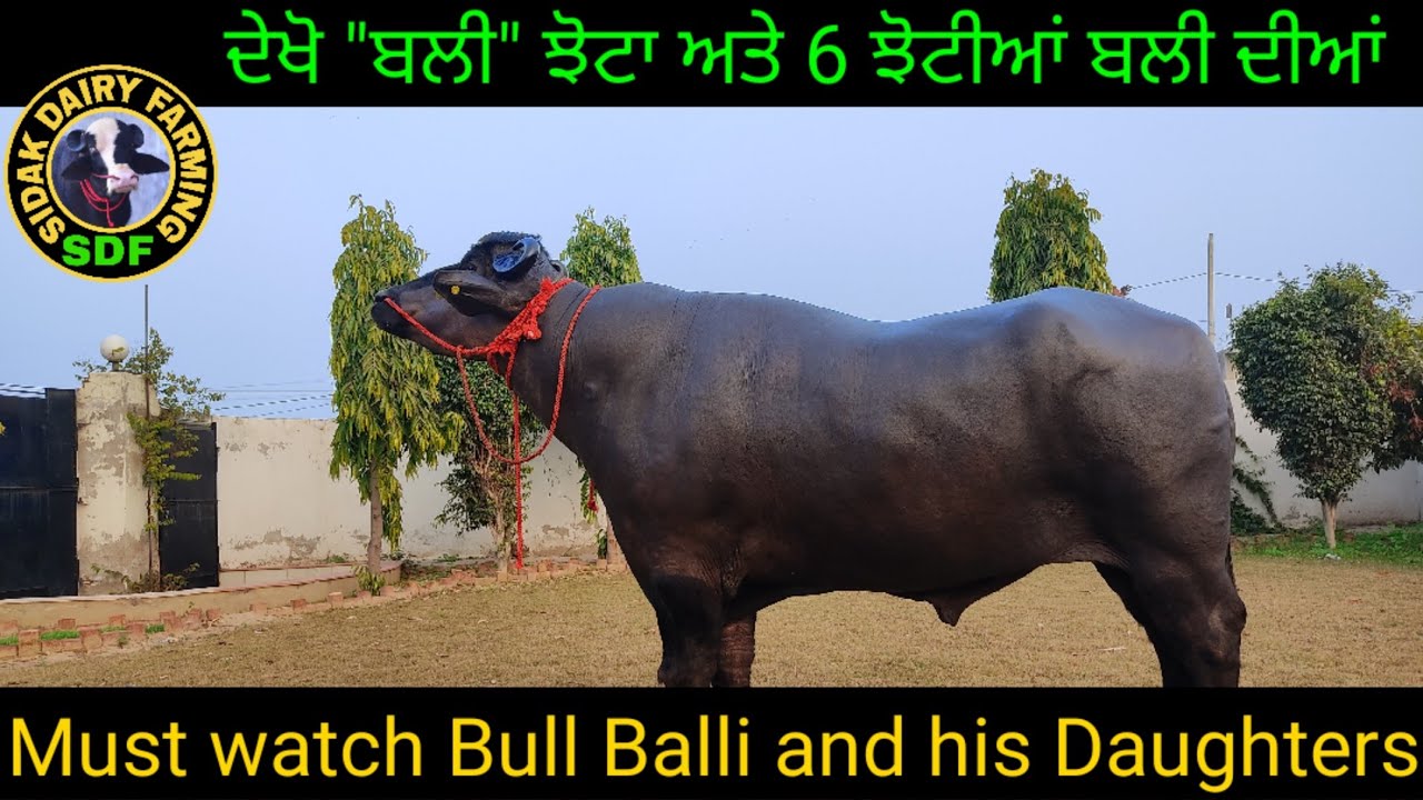 Must watch Bull 