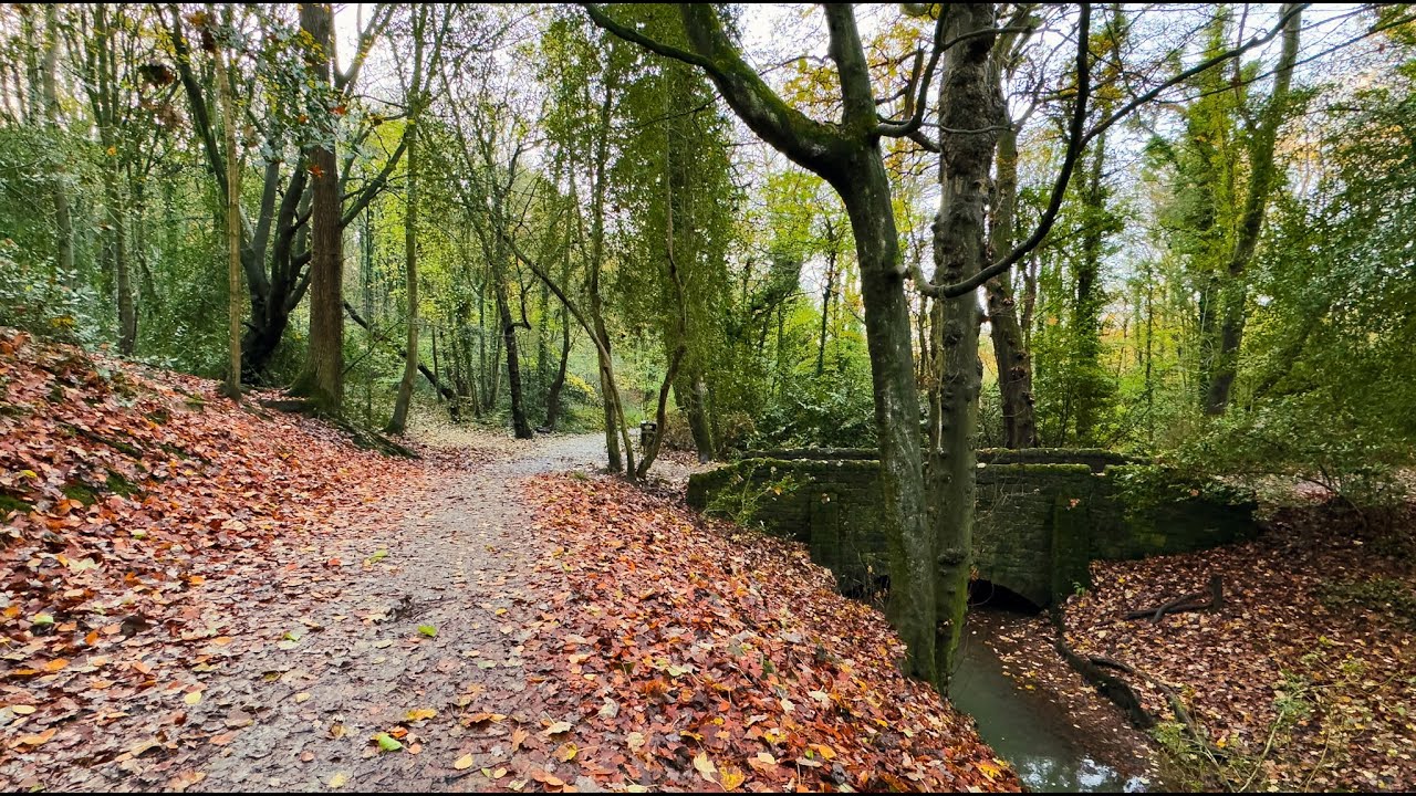 Morning walk in the woods for a peaceful start to your day 🍁