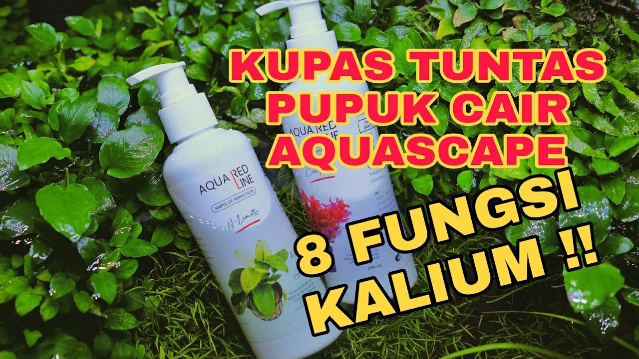 ‼️Kupas Tuntas Pupuk Cair Aquascape💡8  Delapan Fungsi Kalium ‼️