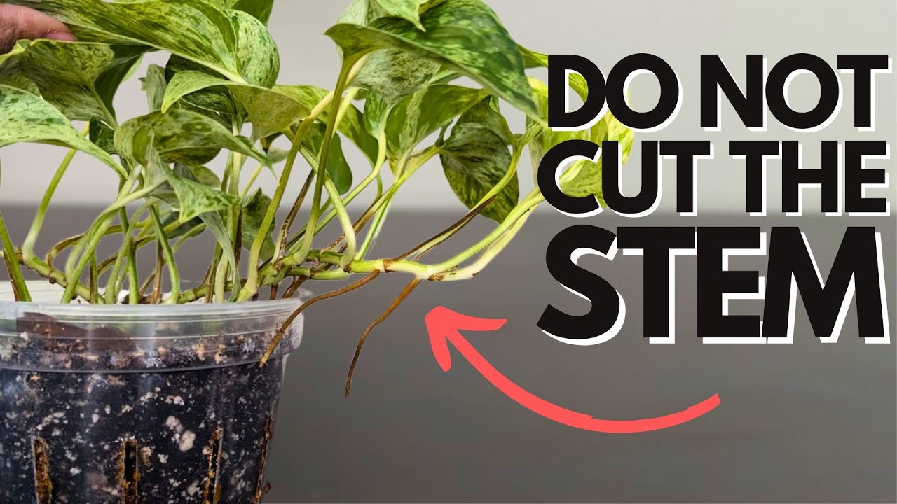 Multiply your Pothos 2x FASTER with this method