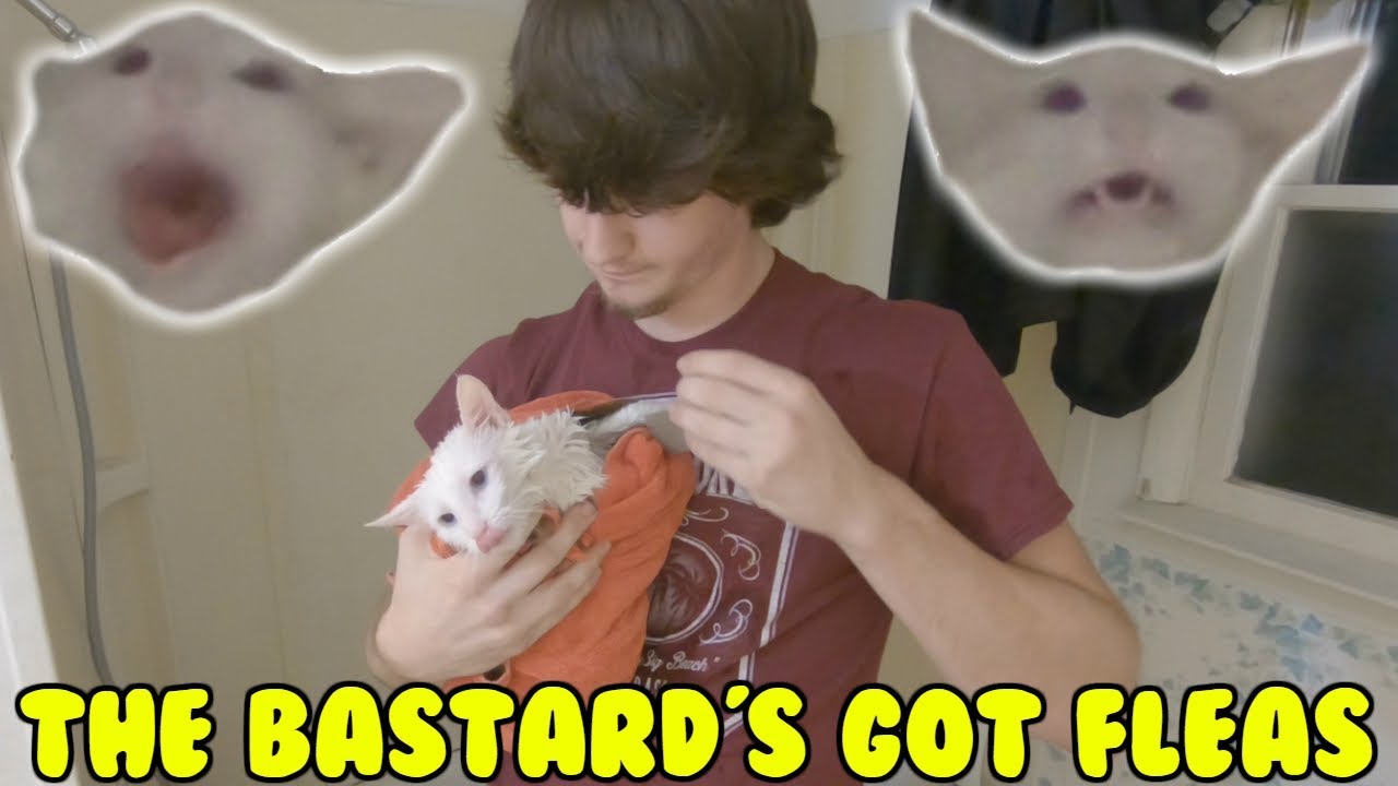 The Meow Meow Has Fleas!