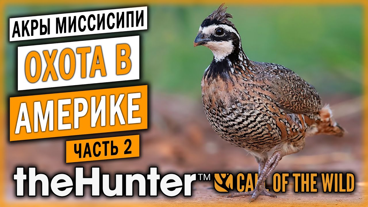 theHunter Call of the Wild 🐊 | ОХОТА НА КУРОПАТОК | Новый Заказник "Акры Миссисипи" | (часть 2)