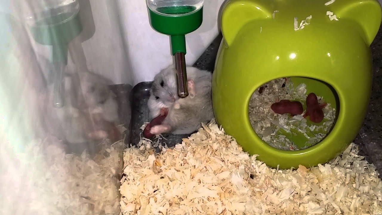 Pearl winter white hamster giving birth part 2