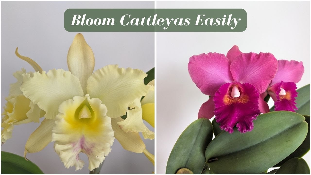 How to Grow Stunning Cattleya Orchids: Expert Tips for Blooming Success!