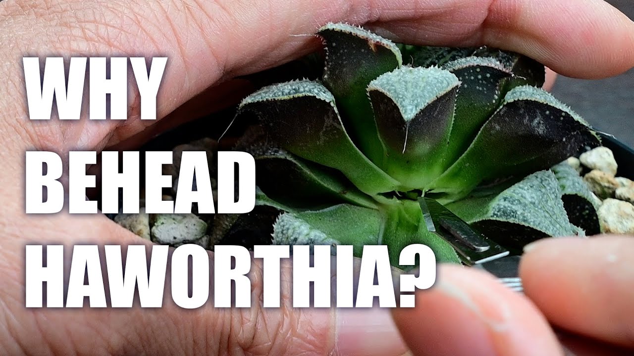 Beheading Haworthia for Propagation | What Happens Next?