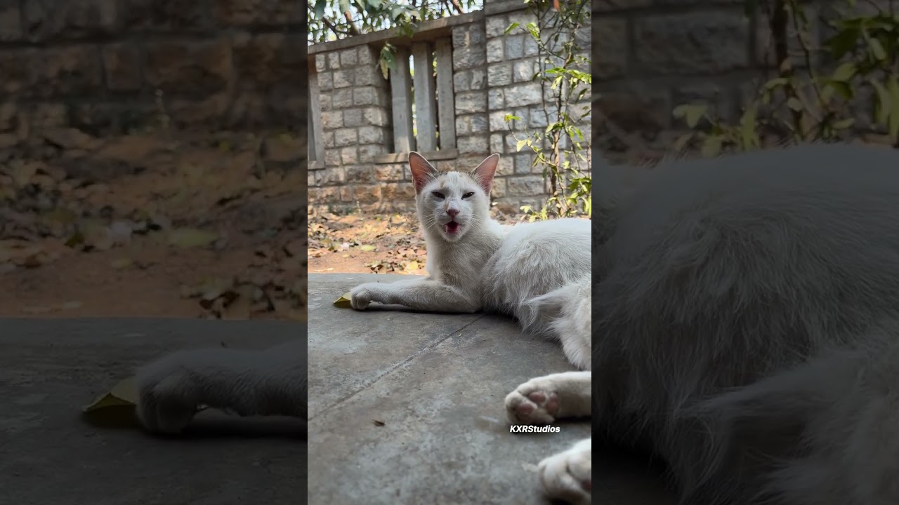 Jungle Safari at Bannerghatta Biological Park