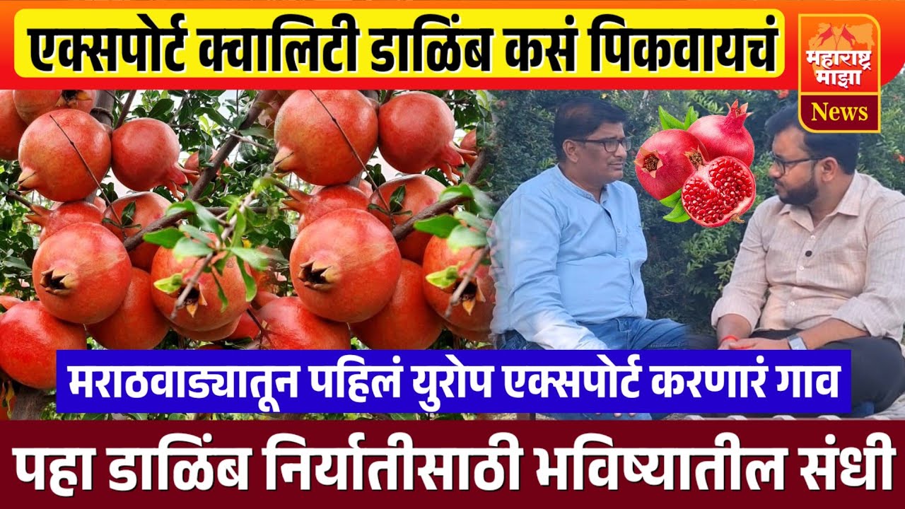♦️एक्सपोर्ट क्वालिटी डाळिंब कसं पिकवायचं..? पहा मराठवाड्यातलं पहिलं युरोप एक्सपोर्ट करणार गाव..