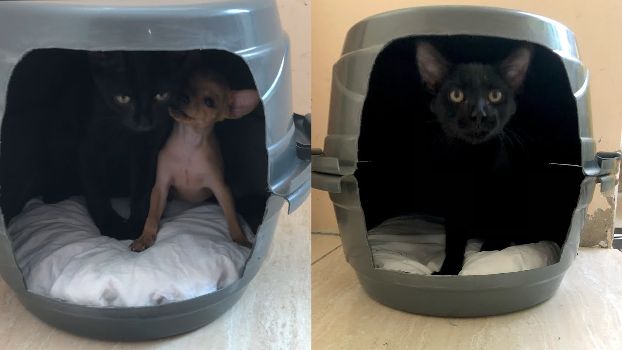 FA&Ccedil;A VOC&Ecirc; MESMO CASA DE PETS