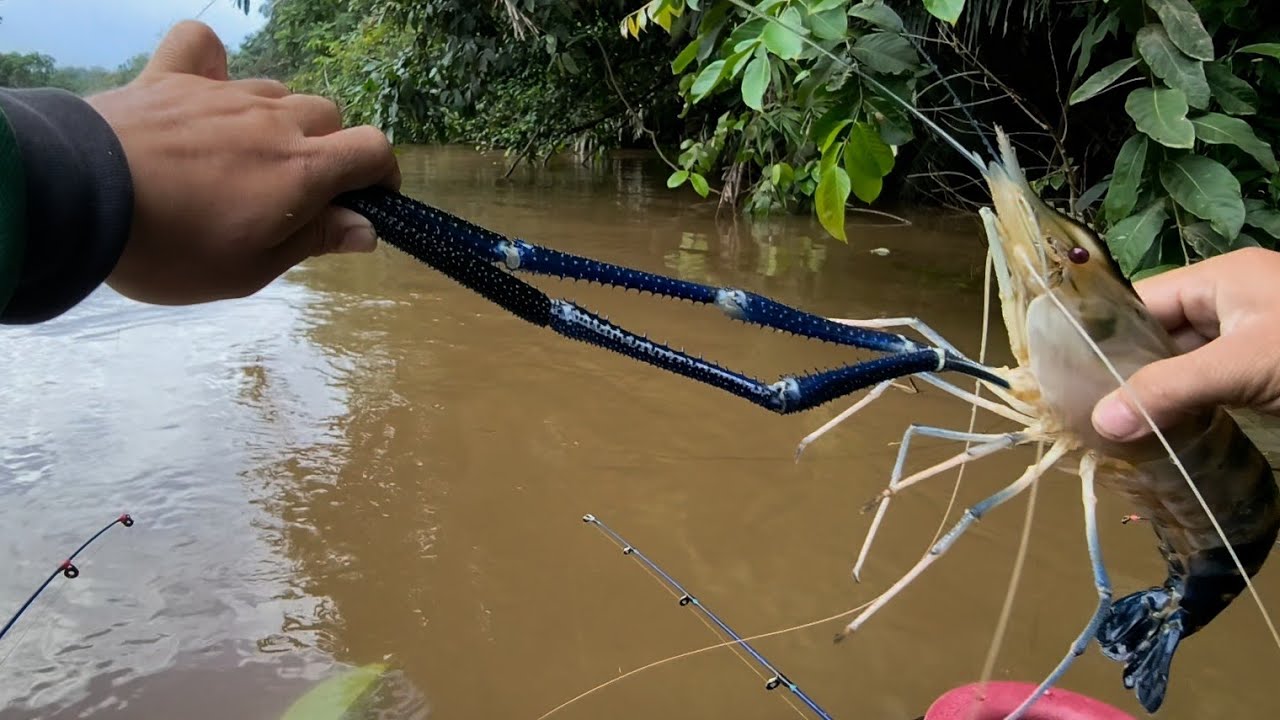 Mancing udang galah || monster capit biru terkena di kaki  😱😱