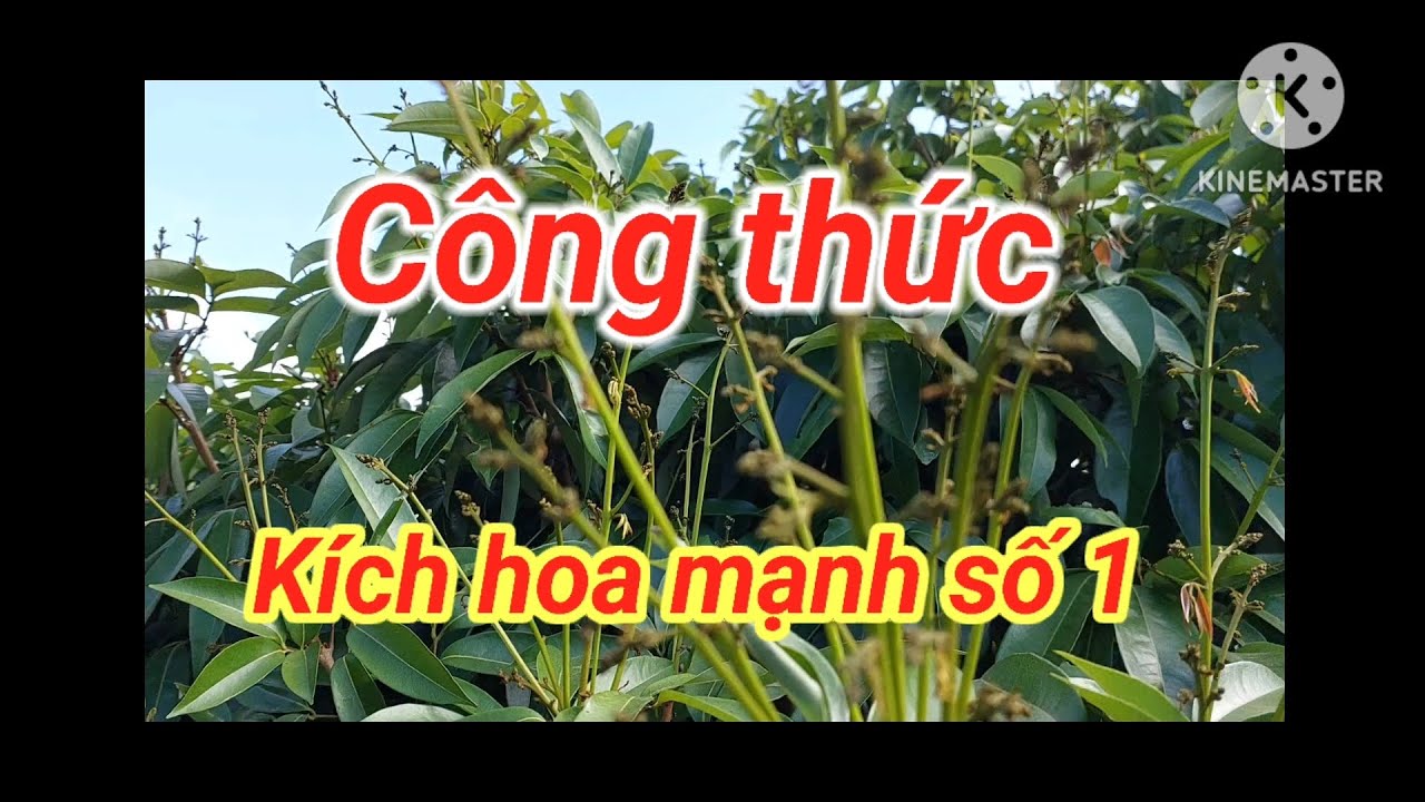 Kỹ thuật kích hoa vải cực mạnh. Thời điểm nào vải u hồng ra hoa là hợp lý ?