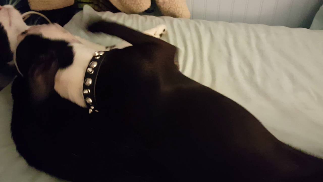 Nose kisses - Rabbit and Dizzy