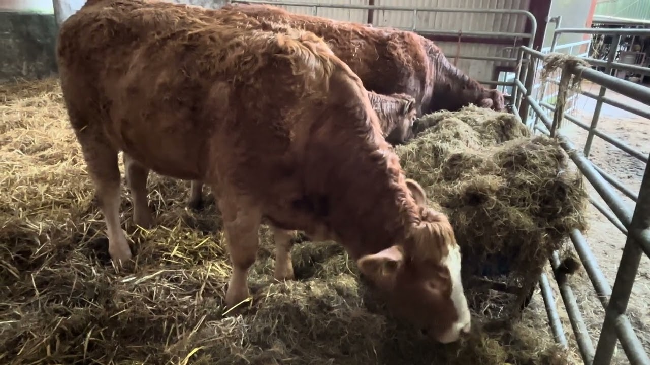 Limousine cows and calf eating silage on a brilliant day. 