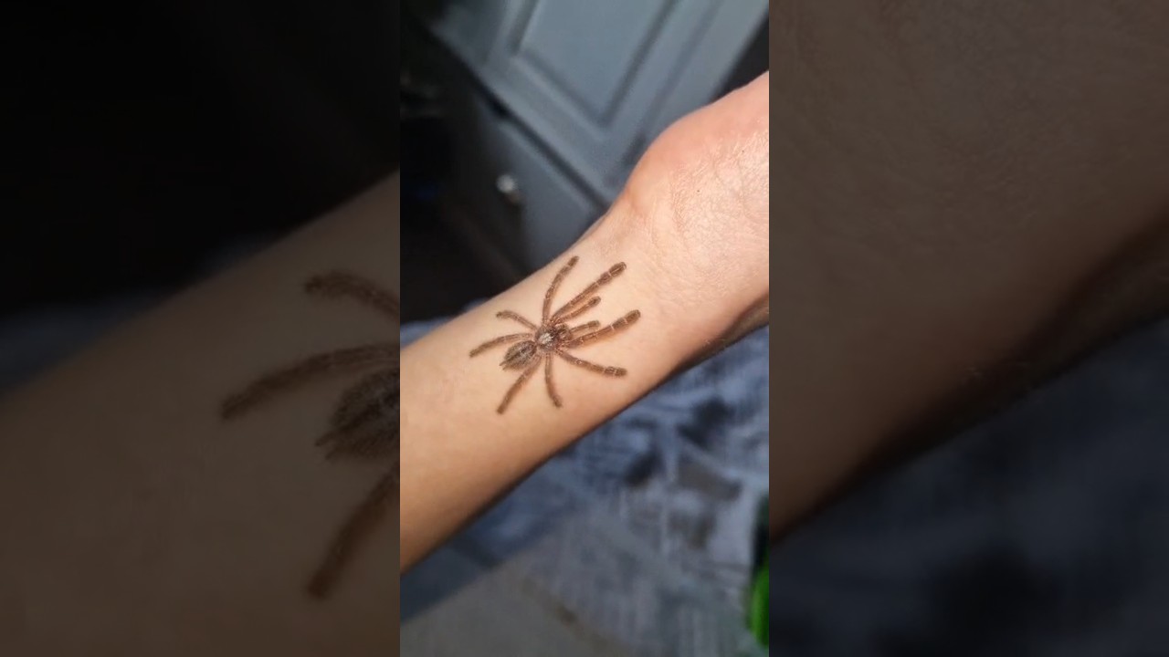 Poecilotheria metallica handling ! 