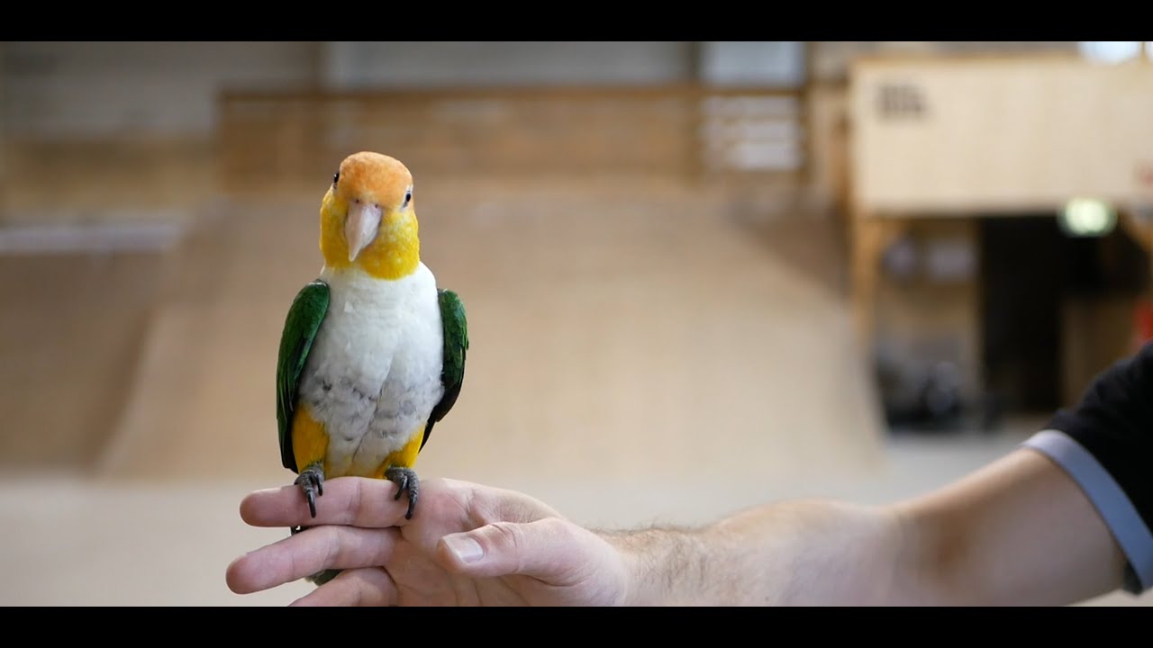 Caiques parrots in free flight training