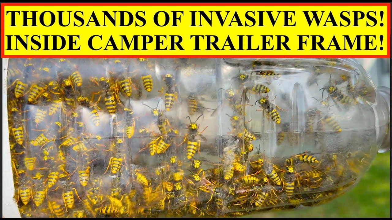 THOUSANDS OF YELLOWJACKETS REMOVED FROM CAMPER TRAILER FRAME! INVASIVE WASP VENOM COLLECTION FOR VIT