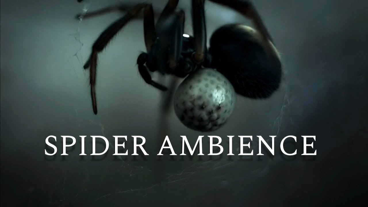 Arachnophobia Spider Ambience | Crickets & Insect Sounds 