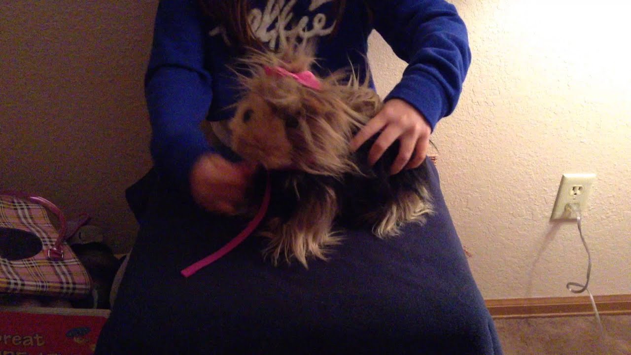 pucci pups purse with the pup
