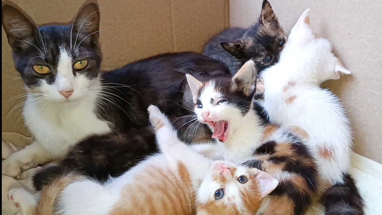 Mother cat cares for the orphaned kittens she adopted just like her three own kittens