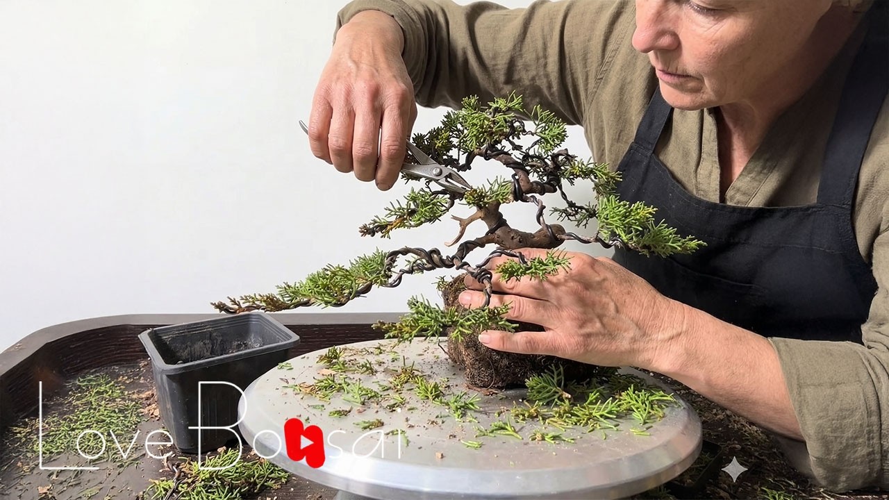 Instructions on pruning, wire bending, shaping, and repotting Chinese juniper bonsai trees.#bonsai