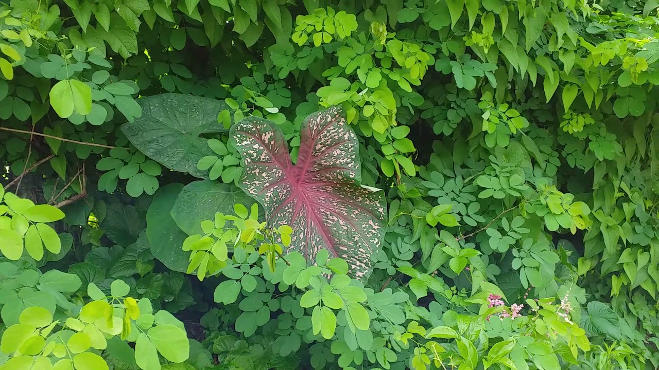 Caladium  em seu habitat natural.