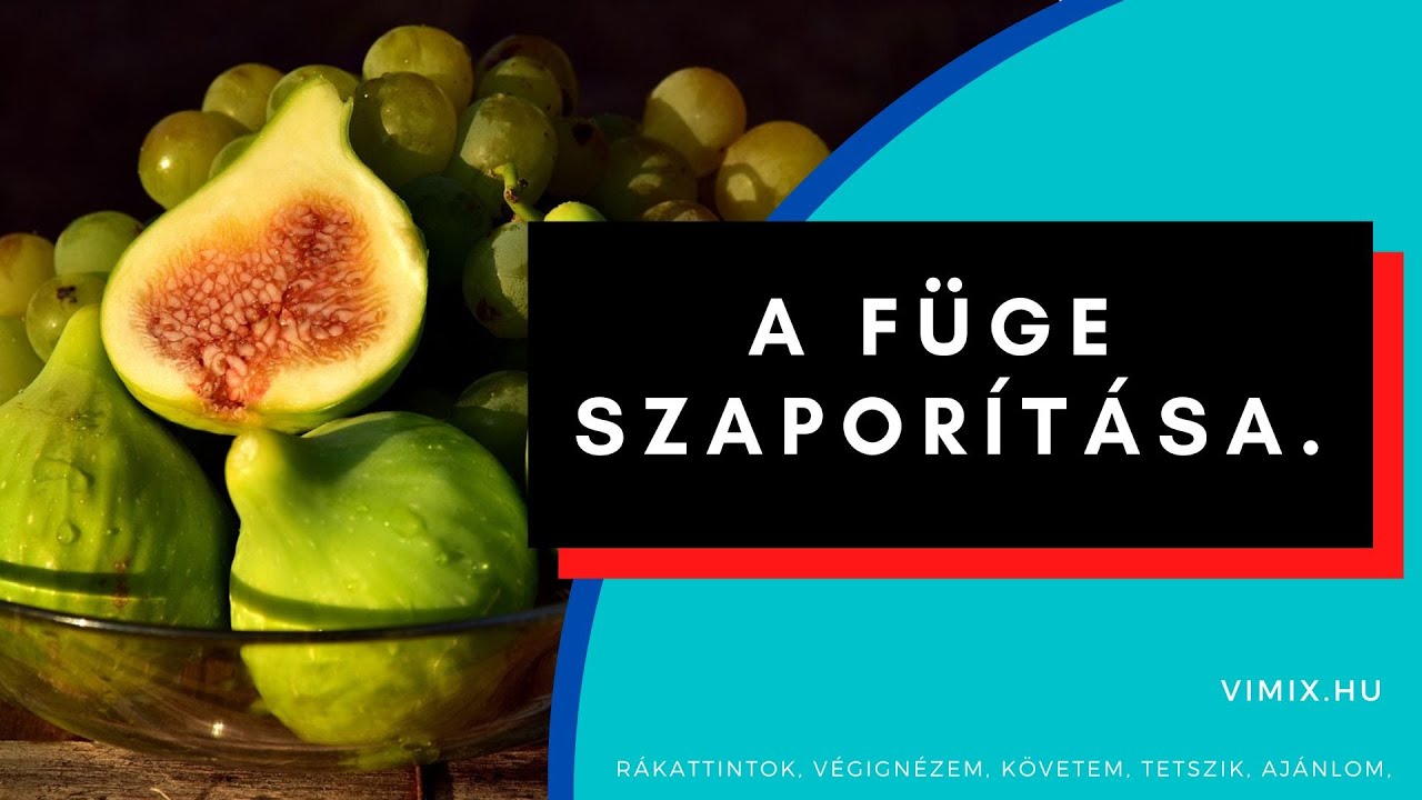 A füge szaporítása.