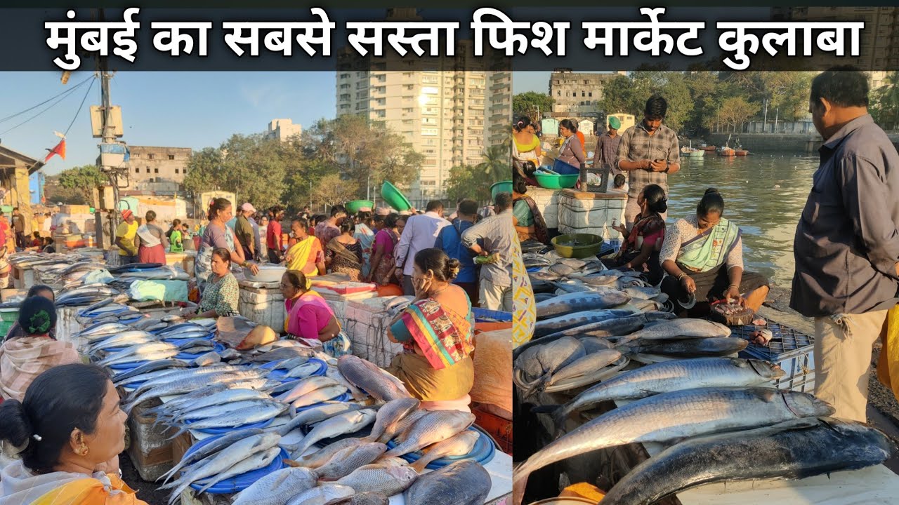 Sassoon Dock Fish Market Latest Video | Colaba Wholesale Fish Market | Colaba Fish Market Mumbai