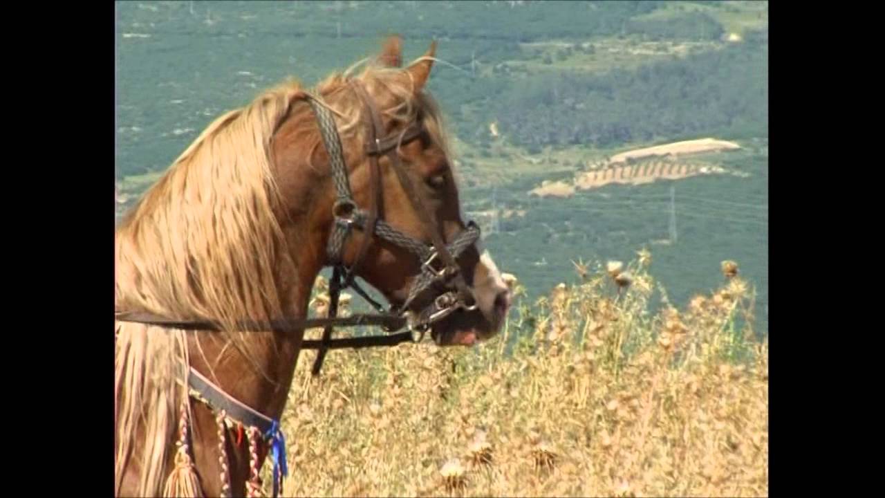 مسيرة خيل بيت جن حرفيش 2007