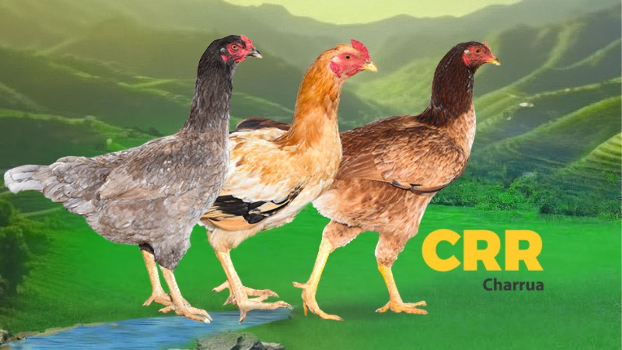 Conheça 5 características da Galinha CRR, CHARRUA OU CARIOCA!