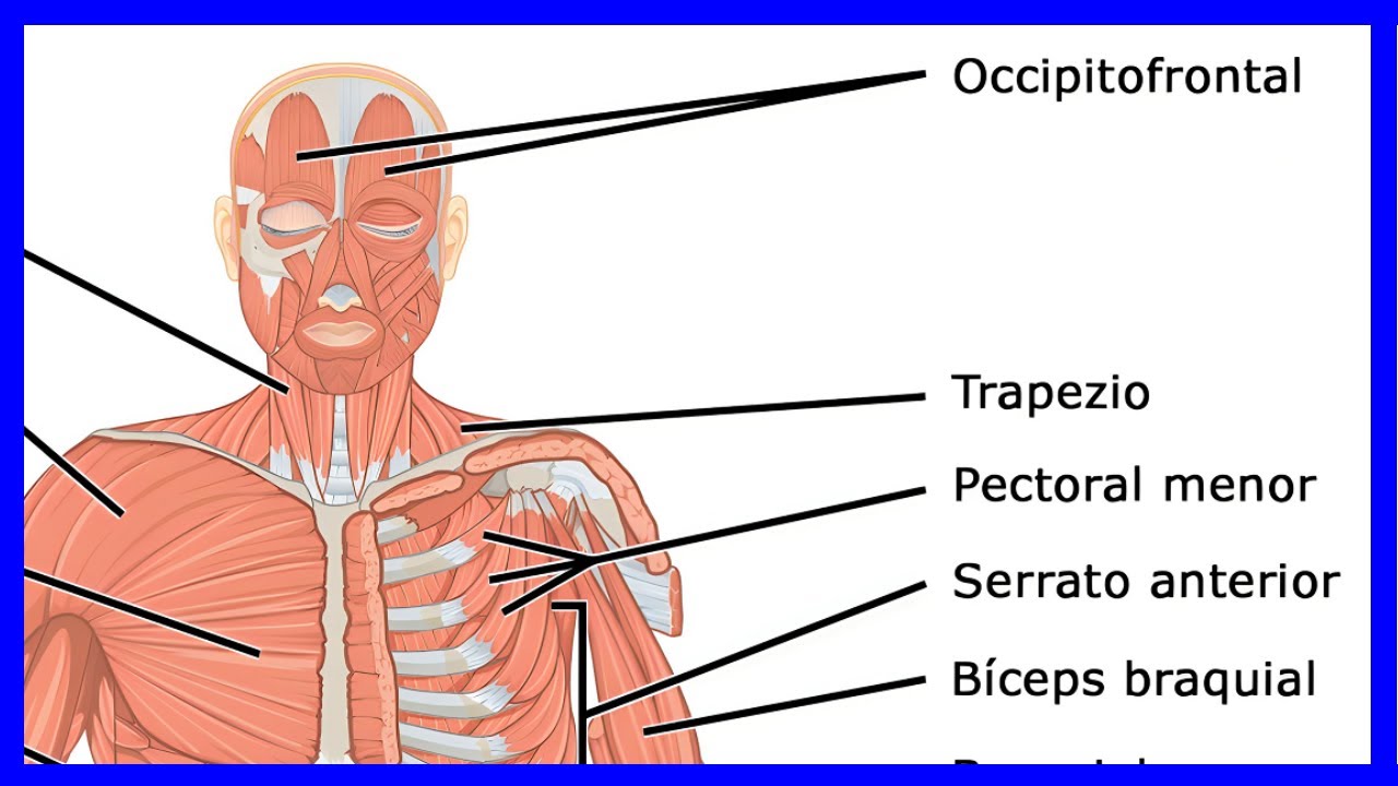 Os músculos do corpo humano | o sistema muscular