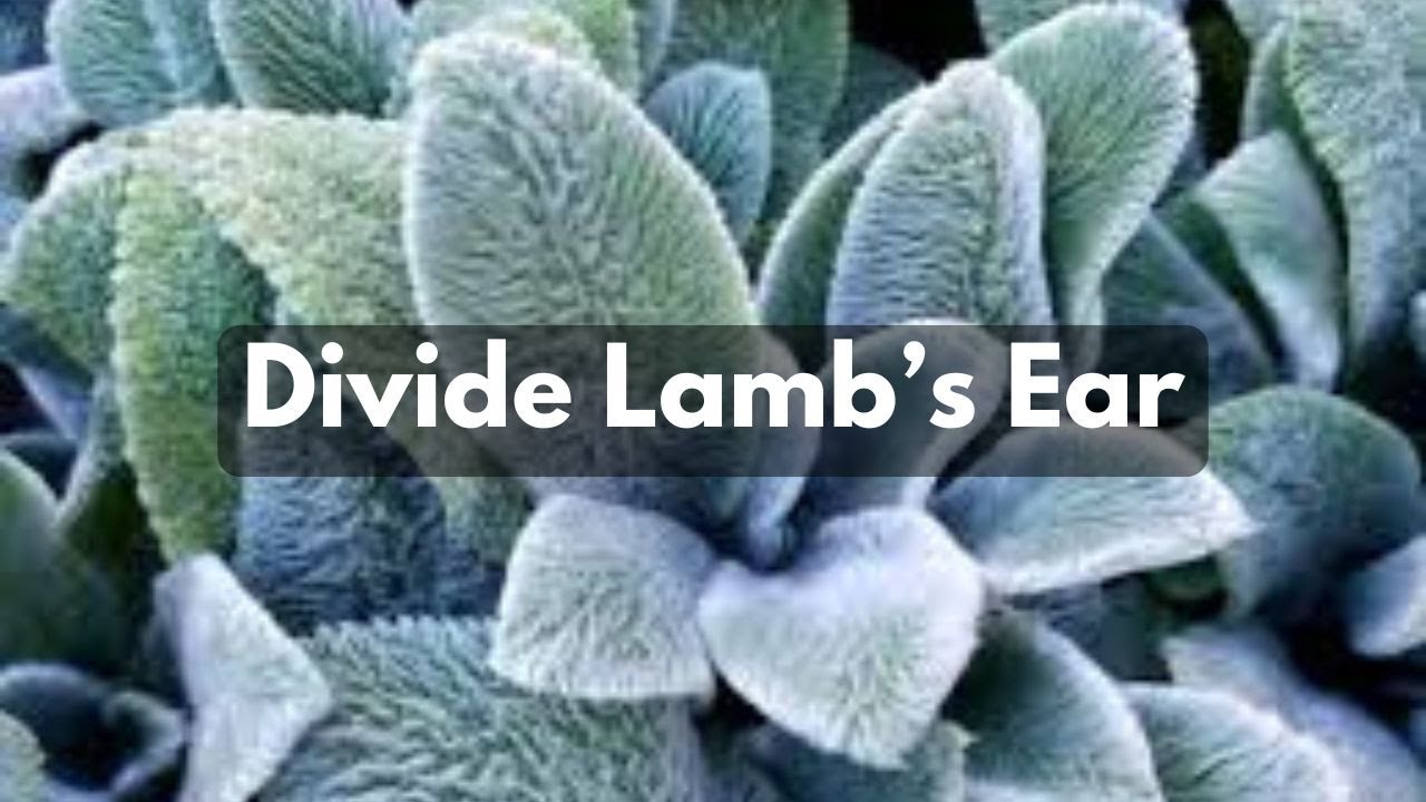 How To Divide Lamb's Ear | Propagate Split Groundcover